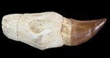Rooted Mosasaur (Eremiasaurus) Tooth #43192-1